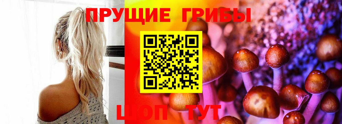 купить   Шуя  Псилоцибиновые грибы мицелий 